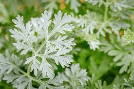18 Medicinal Health Benefits Of Artemisia absinthium (Wormwood)