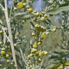 18 Medicinal Health Benefits Of Artemisia absinthium (Wormwood)