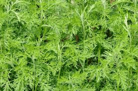 18 Medicinal Health Benefits Of Artemisia abrotanum (Southernwood)