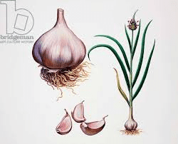 18 Medicinal Health Benefits Of Garlic (Allium sativum) 18 Medicinal Health Benefits Of Garlic (Allium sativum)