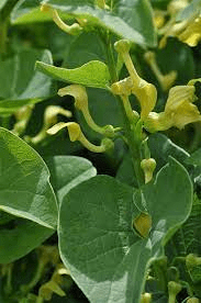 18 Medicinal Health Benefits Of Aristolochia clematitis (Birthwort)