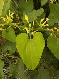 18 Medicinal Health Benefits Of Aristolochia clematitis (Birthwort)