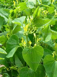 18 Medicinal Health Benefits Of Aristolochia clematitis (Birthwort)