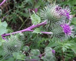 18 Medicinal Health Benefits Of Arctium lappa (Burdock)