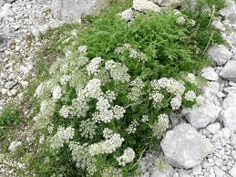 18 Medicinal Health Benefits Of Anise (Pimpinella anisum) 18 Medicinal Health Benefits Of Anise (Pimpinella anisum)