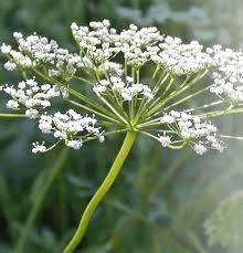 18 Medicinal Health Benefits Of Anise (Pimpinella anisum) 18 Medicinal Health Benefits Of Anise (Pimpinella anisum)