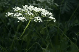 18 Medicinal Health Benefits Of Anise (Pimpinella anisum) 18 Medicinal Health Benefits Of Anise (Pimpinella anisum)