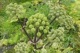 18 Medicinal Health Benefits Of Angelica archangelica (Angelica)