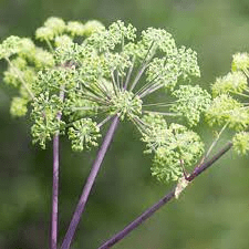 18 Medicinal Health Benefits Of Angelica archangelica (Angelica)