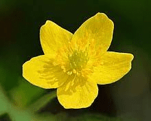 18 Medicinal Health Benefits Of Anemonoides ranunculoides (Yellow Wood Anemone)