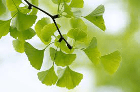 10 Medicinal Health Benefits Of Ginkgo (Ginkgo biloba)