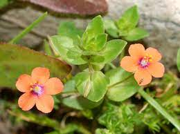 8 Medicinal Health Benefits Of Anagallis arvensis (Scarlet Pimpernel)