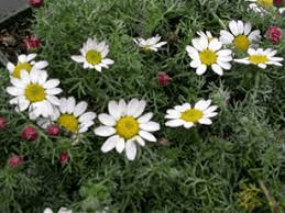 10 Medicinal Health Benefits Of Anacyclus pyrethrum (Indian Pellitory)