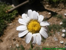 10 Medicinal Health Benefits Of Anacyclus pyrethrum (Indian Pellitory)