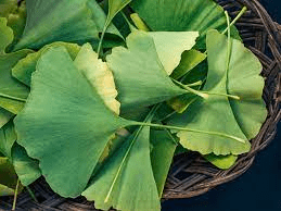 10 Medicinal Health Benefits Of Ginkgo (Ginkgo biloba)