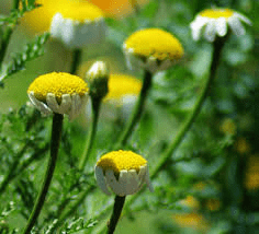 10 Medicinal Health Benefits Of Anacyclus pyrethrum (Indian Pellitory)