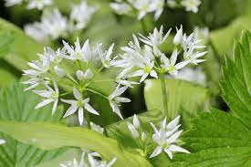 8 Medicinal Health Benefits Of Allium ursinum (Wild Garlic) 8 Medicinal Health Benefits Of Allium ursinum (Wild Garlic)