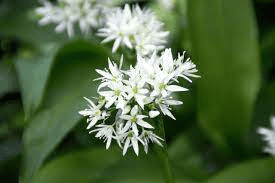 8 Medicinal Health Benefits Of Allium ursinum (Wild Garlic) 8 Medicinal Health Benefits Of Allium ursinum (Wild Garlic)