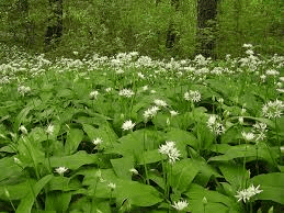 8 Medicinal Health Benefits Of Allium ursinum (Wild Garlic) 8 Medicinal Health Benefits Of Allium ursinum (Wild Garlic)