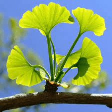 10 Medicinal Health Benefits Of Ginkgo (Ginkgo biloba)