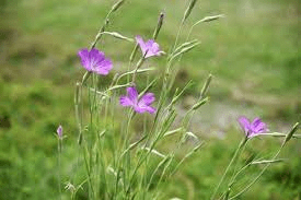 20 Medicinal Health Benefits Of Agrostemma githago (Corncockl) Medicinal Health Benefits Of Agrostemma githago (Corncockl)