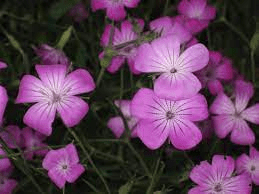 20 Medicinal Health Benefits Of Agrostemma githago (Corncockl) Medicinal Health Benefits Of Agrostemma githago (Corncockl)