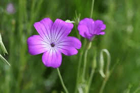 20 Medicinal Health Benefits Of Agrostemma githago (Corncockl) Medicinal Health Benefits Of Agrostemma githago (Corncockl)