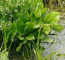 15 Medicinal Health Benefits Of Alisma plantago-aquatica (Water Plantain)