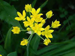 10 Medicinal Health Benefits Of Allium moly (Golden Garlic) 10 Medicinal Health Benefits Of Allium moly (Golden Garlic)