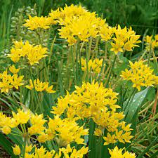10 Medicinal Health Benefits Of Allium moly (Golden Garlic) 10 Medicinal Health Benefits Of Allium moly (Golden Garlic)