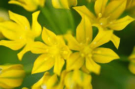 10 Medicinal Health Benefits Of Allium moly (Golden Garlic) 10 Medicinal Health Benefits Of Allium moly (Golden Garlic)