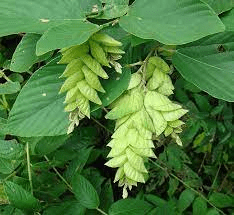 10 Medicinal Health Benefits Of Flemingia vestita (Wild Hops)