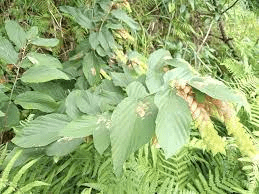 10 Medicinal Health Benefits Of Flemingia vestita (Wild Hops)