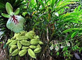 11 Medicinal Health Benefits Of Elettaria (Cardamom) 11 Medicinal Health Benefits Of Elettaria (Cardamom)