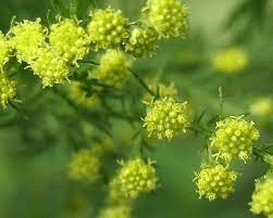 15 Medicinal Health Benefits Of Artemisia Annua (Sweet Wormwood)