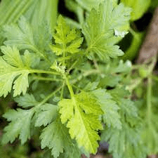 15 Medicinal Health Benefits Of Artemisia Annua (Sweet Wormwood)