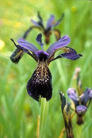 17 Medicinal Health Benefits Of Iris goniocarpa (Maroon Iris) 17 Medicinal Health Benefits Of Iris goniocarpa (Maroon Iris)