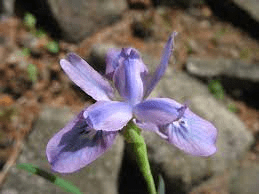 17 Medicinal Health Benefits Of Iris goniocarpa (Maroon Iris) 17 Medicinal Health Benefits Of Iris goniocarpa (Maroon Iris)