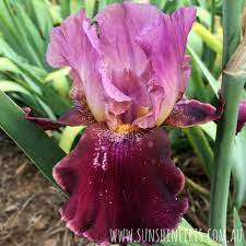 17 Medicinal Health Benefits Of Iris goniocarpa (Maroon Iris) 17 Medicinal Health Benefits Of Iris goniocarpa (Maroon Iris)