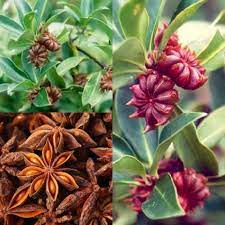 17 Medicinal Health Benefits Of Illicium verum (Star Anise) 17 Medicinal Health Benefits Of Illicium verum (Star Anise)