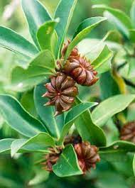 17 Medicinal Health Benefits Of Illicium verum (Star Anise) 17 Medicinal Health Benefits Of Illicium verum (Star Anise)