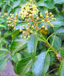 19 Medicinal Health Benefits Of Hedera rhombea (Japanese Ivy)