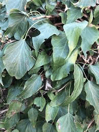 19 Medicinal Health Benefits Of Hedera rhombea (Japanese Ivy)