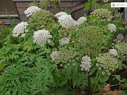 19 Medicinal Health Benefits Of Heracleum persicum (Persian Hogweed) 19 Medicinal Health Benefits Of Heracleum persicum (Persian Hogweed)