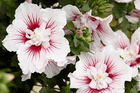 17 Medicinal Health Benefits Of Hibiscus syriacus (Rose of Sharon) 17 Medicinal Health Benefits Of Hibiscus syriacus (Rose of Sharon)