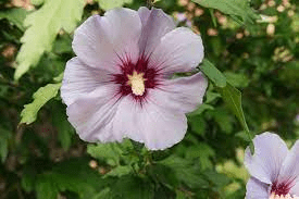 17 Medicinal Health Benefits Of Hibiscus syriacus (Rose of Sharon) 17 Medicinal Health Benefits Of Hibiscus syriacus (Rose of Sharon)