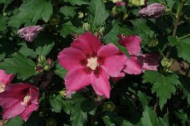17 Medicinal Health Benefits Of Hibiscus syriacus (Rose of Sharon) 17 Medicinal Health Benefits Of Hibiscus syriacus (Rose of Sharon)