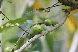 19 Medicinal Health Benefits Of Helicia nilagirica (Indian Screw Tree) 19 Medicinal Health Benefits Of Helicia nilagirica (Indian Screw Tree)