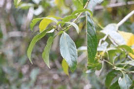 19 Medicinal Health Benefits Of Helicia nilagirica (Indian Screw Tree) 19 Medicinal Health Benefits Of Helicia nilagirica (Indian Screw Tree)