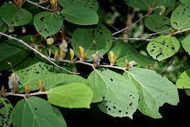 19 Medicinal Health Benefits Of Helicia nilagirica (Indian Screw Tree) 19 Medicinal Health Benefits Of Helicia nilagirica (Indian Screw Tree)